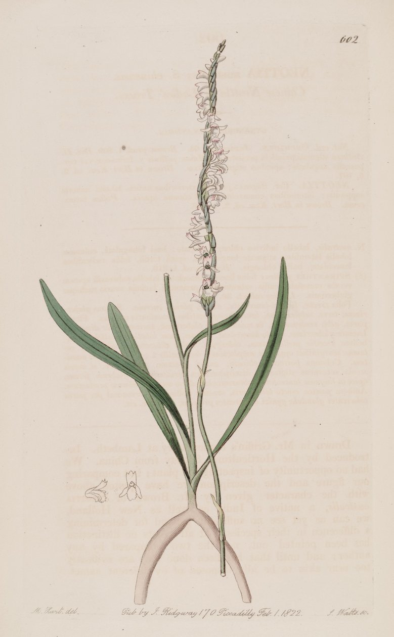 Kuvitus Spiranthes sinensis (syn. Neottia australis) tekijältä M. Hart