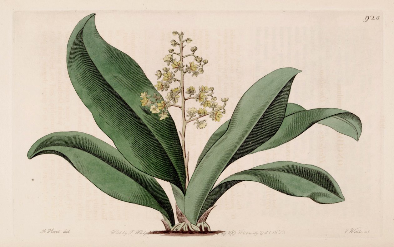 Kuva Trichocentrum pumilumista (syn. Oncidium pumilum) tekijältä M. Hart