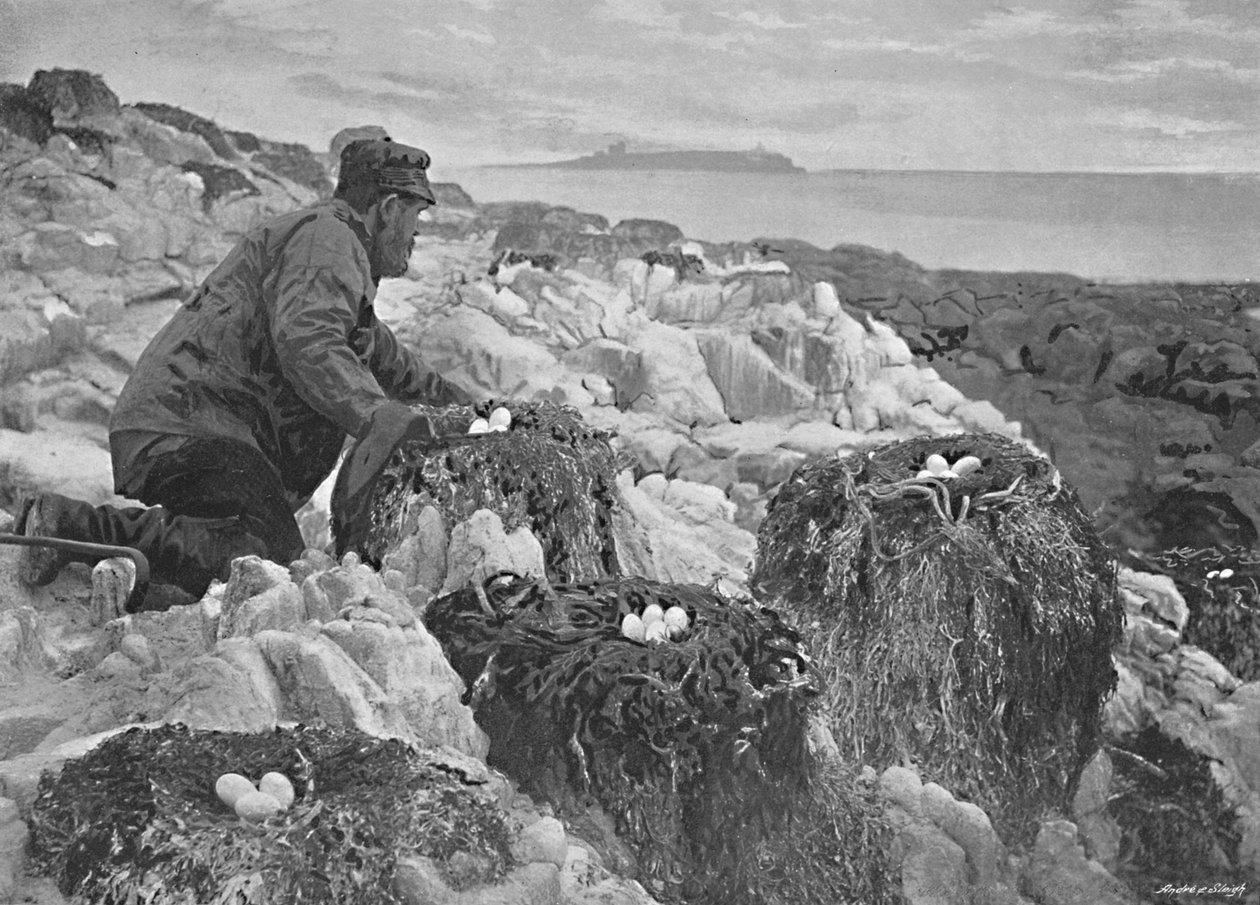 Merimetsojen pesät, Farnesaaret, c1896 tekijältä M. Aunty