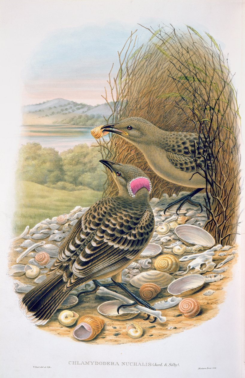 Chlamydera Nuchalis, Great tai Great Grey Bowerbird tekijältä M. Hart