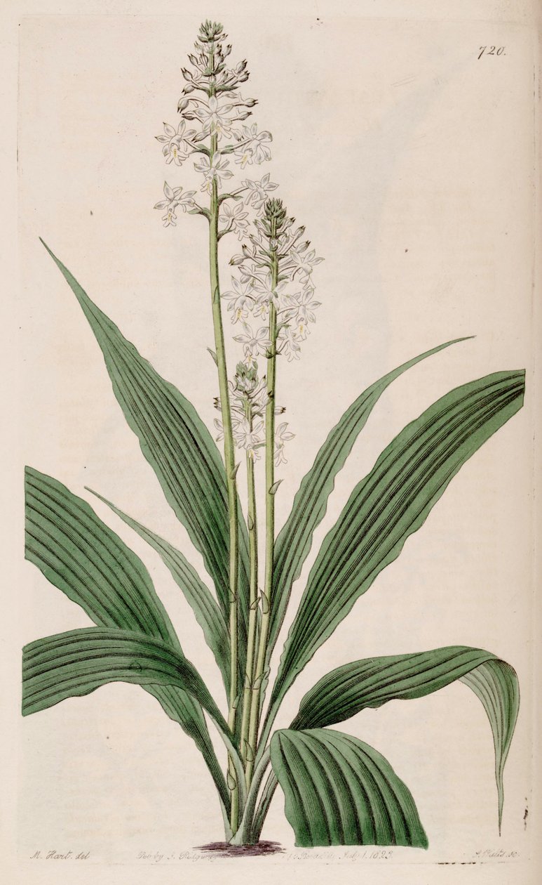 Kuva Calanthe triplicatasta (syn. Calanthe veratrifolia) (kasvi) tekijältä M. Hart