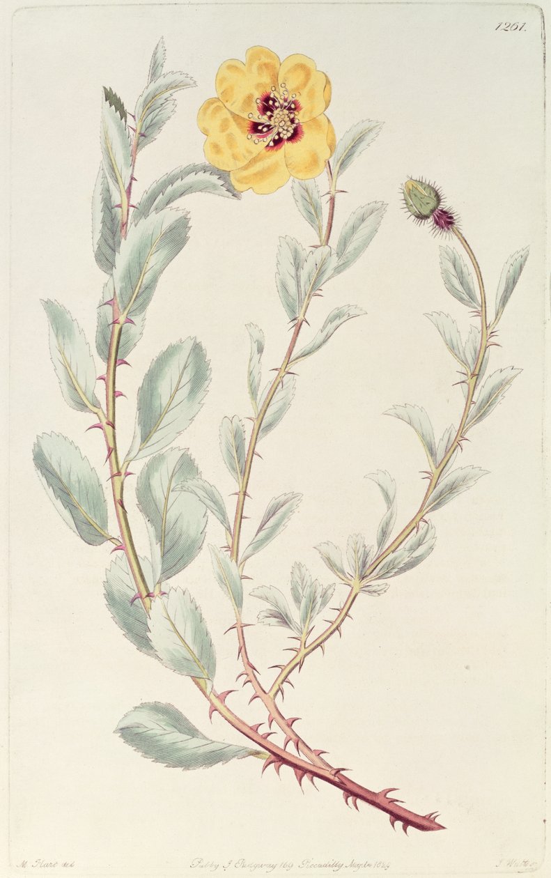 Rose: Ruusu: Persialainen kasvitieteellisestä rekisteristä, julkaistu 1829. tekijältä M. Hart