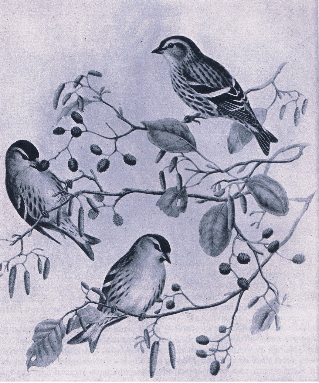 Siskins, Nature in Britain julkaissut Collins, 1946. tekijältä M. Hart