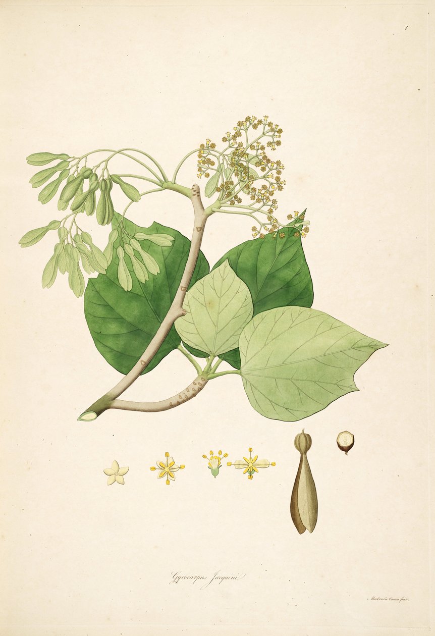 Kuva Gyrocarpus jacquinista (= Gyrocarpus americanus), Hernandiaceae tekijältä Mackenzie