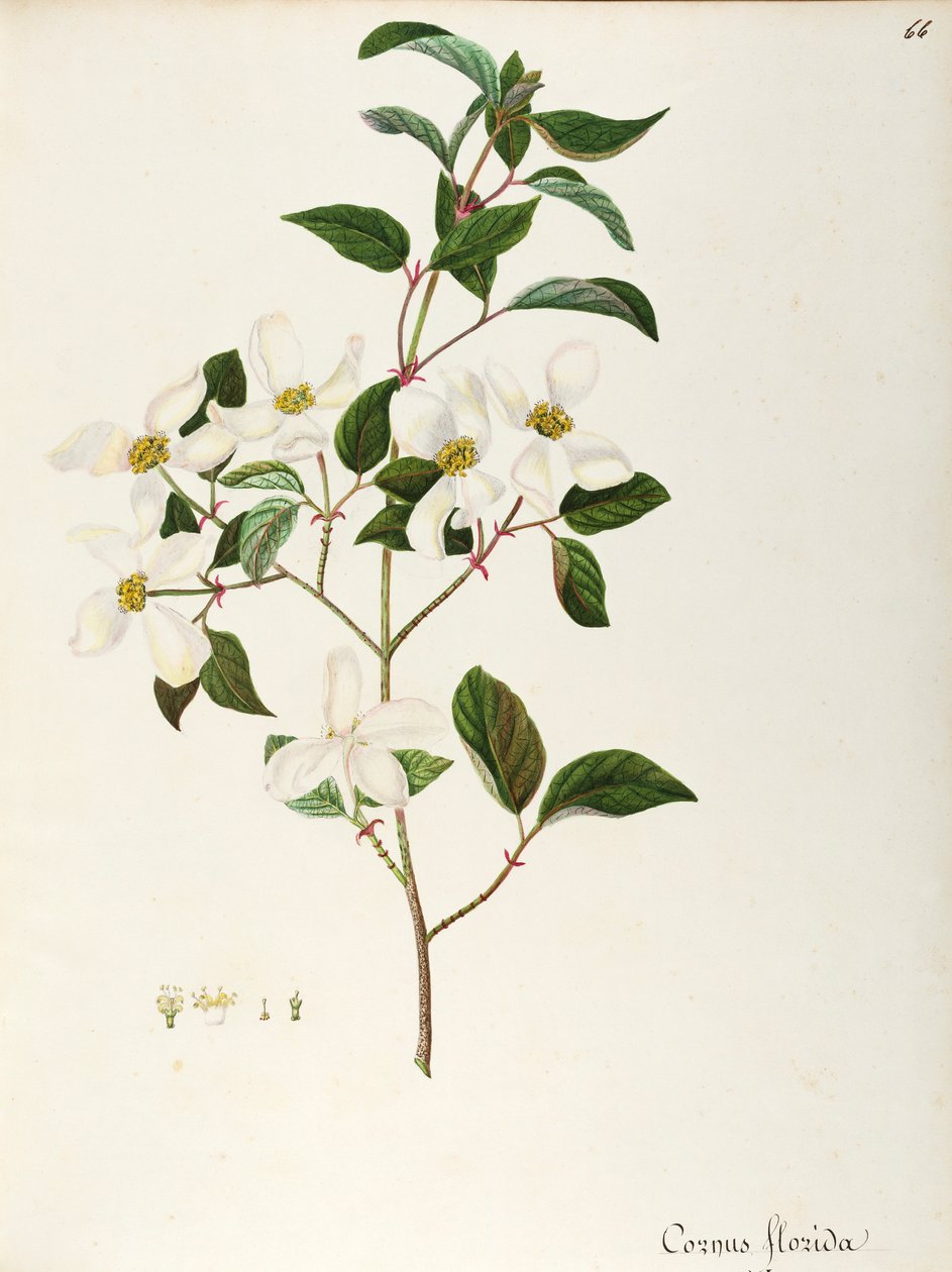 Kukkiva koiranpuu (Cornus florida), Cornaceae, pieni puu tai pensas, joka on kotoisin Pohjois-Amerikasta, vesiväri tekijältä Maddalena Lisa Mussino