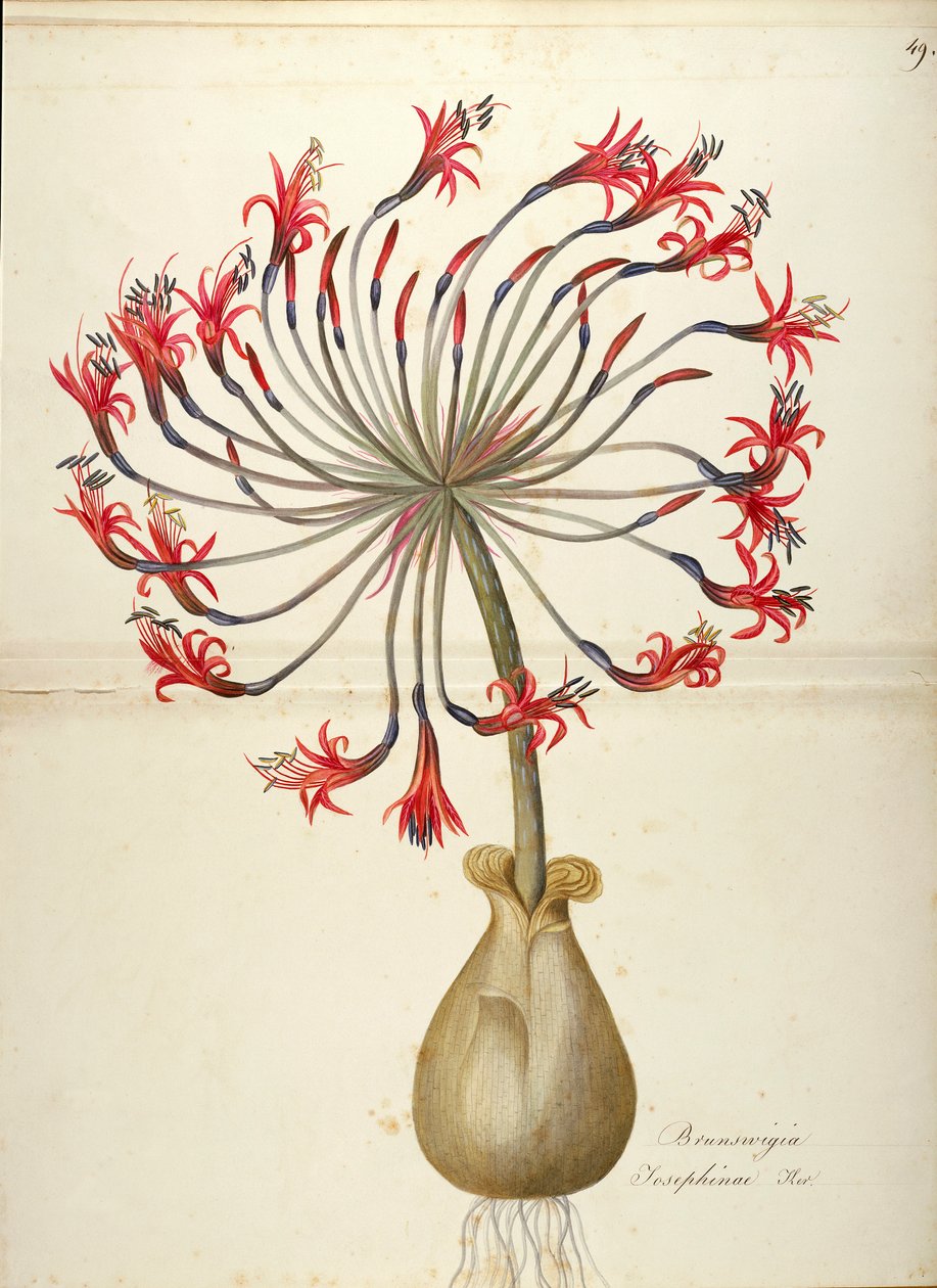 Josephinen lilja (Brunsvigia josephinae), Maddalena Lisa Mussinon Amaryllidaceae, akvarelli tekijältä Maddalena Lisa Mussino