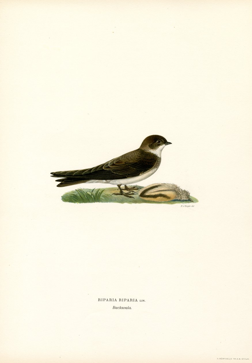 Sand Martin (litografia de color) finlandès tekijältä Magnus Ferdinand and Wilhelm von Wright
