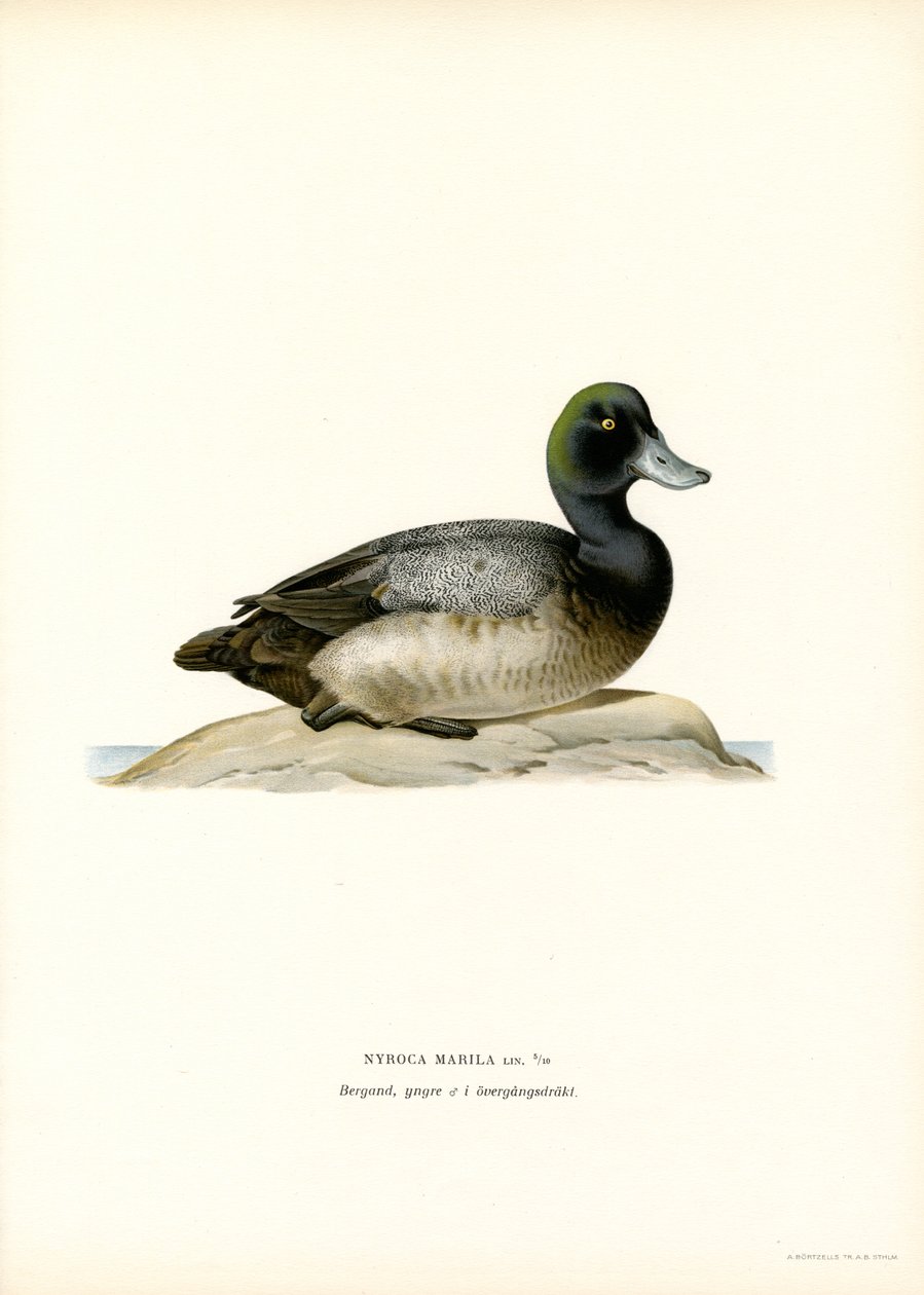 American Scaup Duck (väri litho) tekijältä Magnus Ferdinand and Wilhelm von Wright