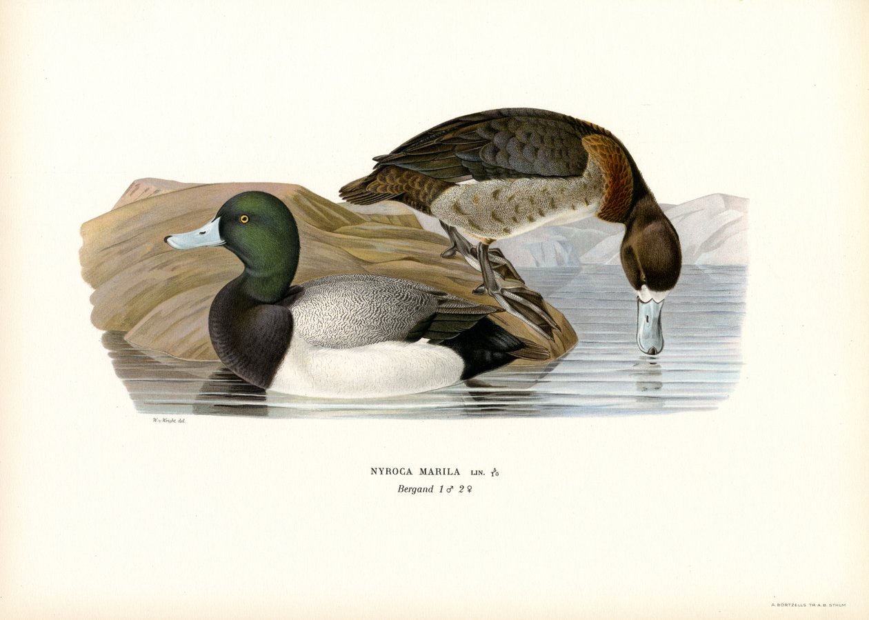 American Scaup Duck (väri litho) tekijältä Magnus Ferdinand and Wilhelm von Wright