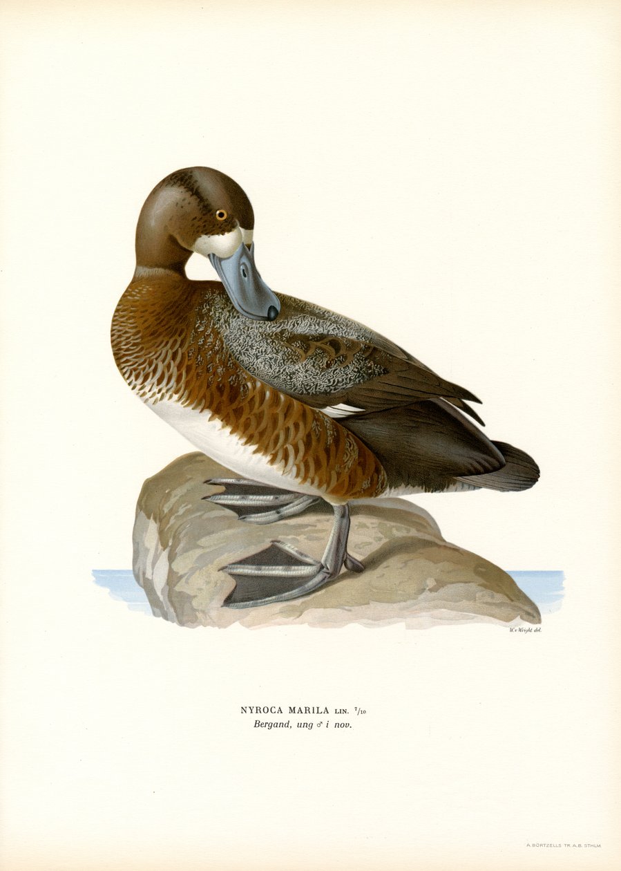 American Scaup Duck (väri litho) tekijältä Magnus Ferdinand and Wilhelm von Wright