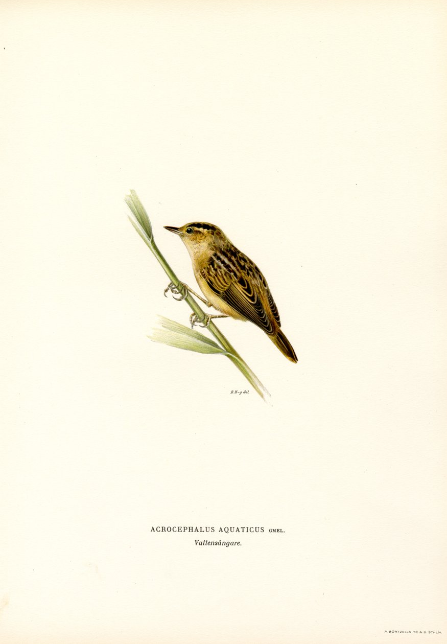 Aquatic Warbler (väri litho) tekijältä Magnus Ferdinand and Wilhelm von Wright