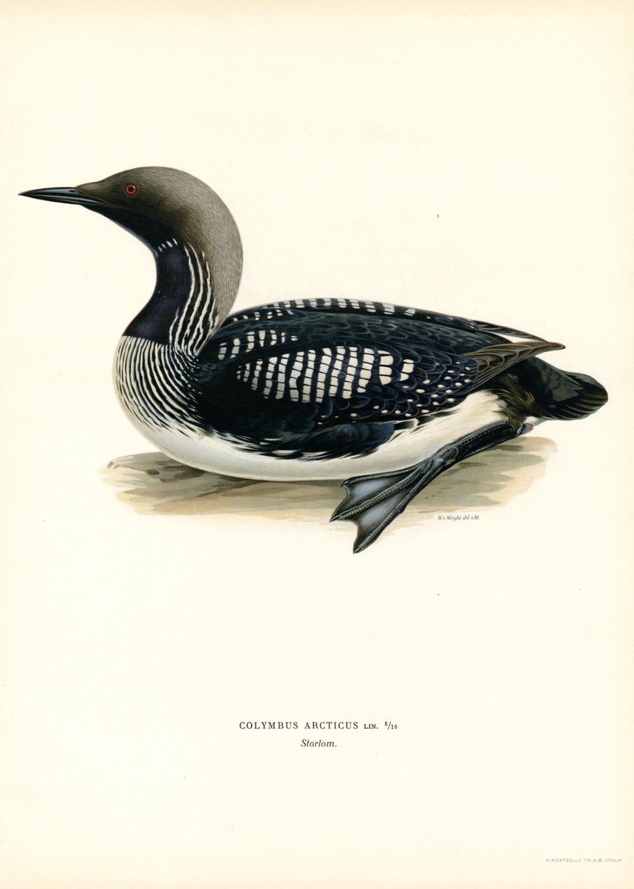 Arctic Loon (väri litho) tekijältä Magnus Ferdinand and Wilhelm von Wright