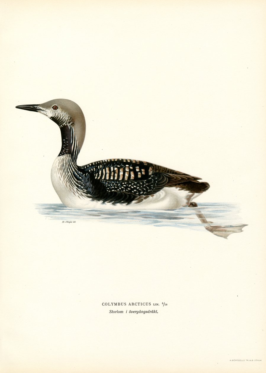 Arctic Loon (väri litho) tekijältä Magnus Ferdinand and Wilhelm von Wright
