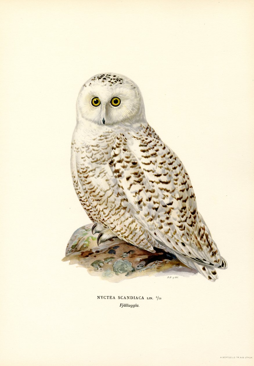 Arktinen pöllö (väri litho) tekijältä Magnus Ferdinand and Wilhelm von Wright