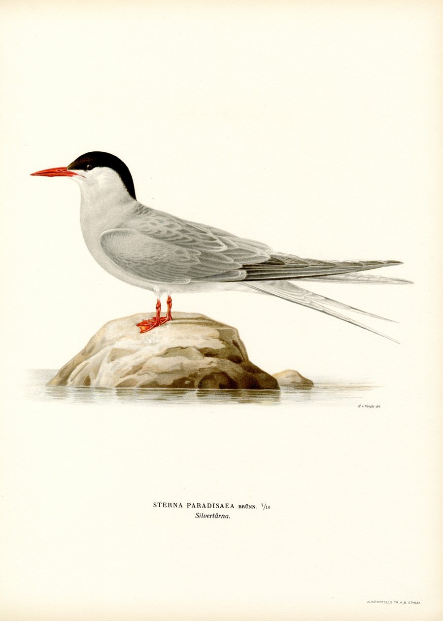 Jäätiira (väri litho) tekijältä Magnus Ferdinand and Wilhelm von Wright