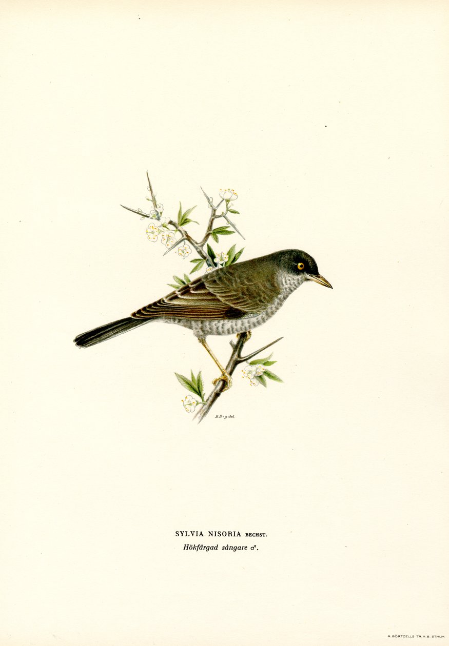 Barred Warbler (väri litho) tekijältä Magnus Ferdinand and Wilhelm von Wright