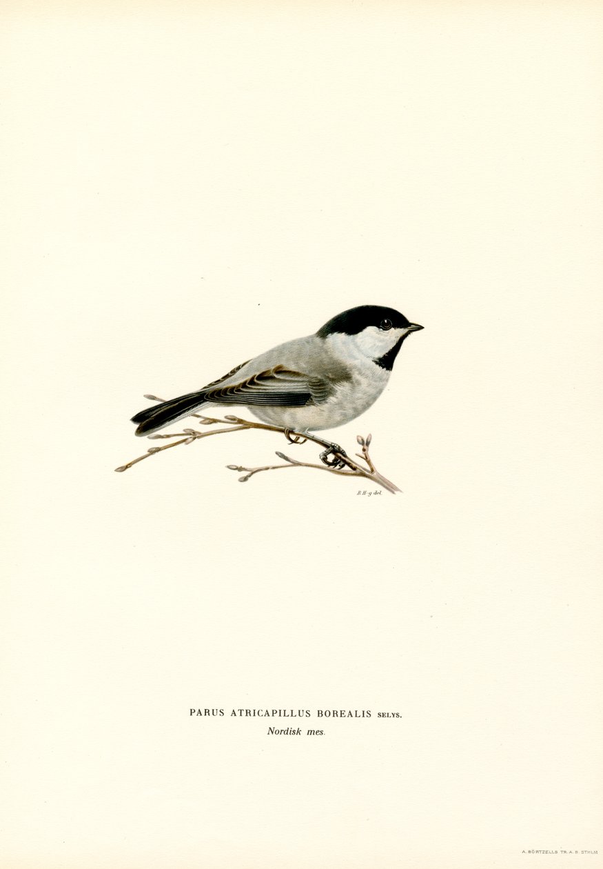 Mustahattuinen chickadee (väri litho) tekijältä Magnus Ferdinand and Wilhelm von Wright