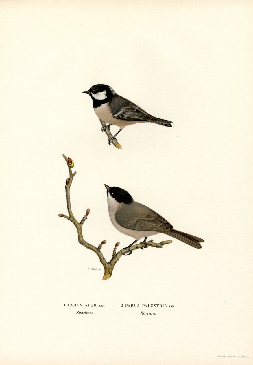 Mustaharjatiainen (väri litho) tekijältä Magnus Ferdinand and Wilhelm von Wright