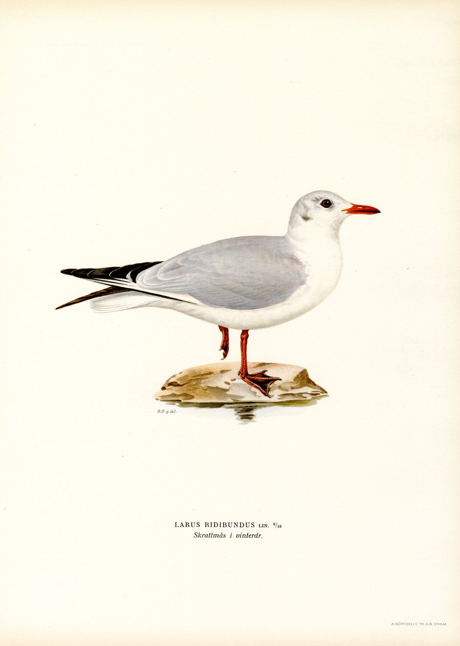 Mustapäinen lokki (väri litho) tekijältä Magnus Ferdinand and Wilhelm von Wright