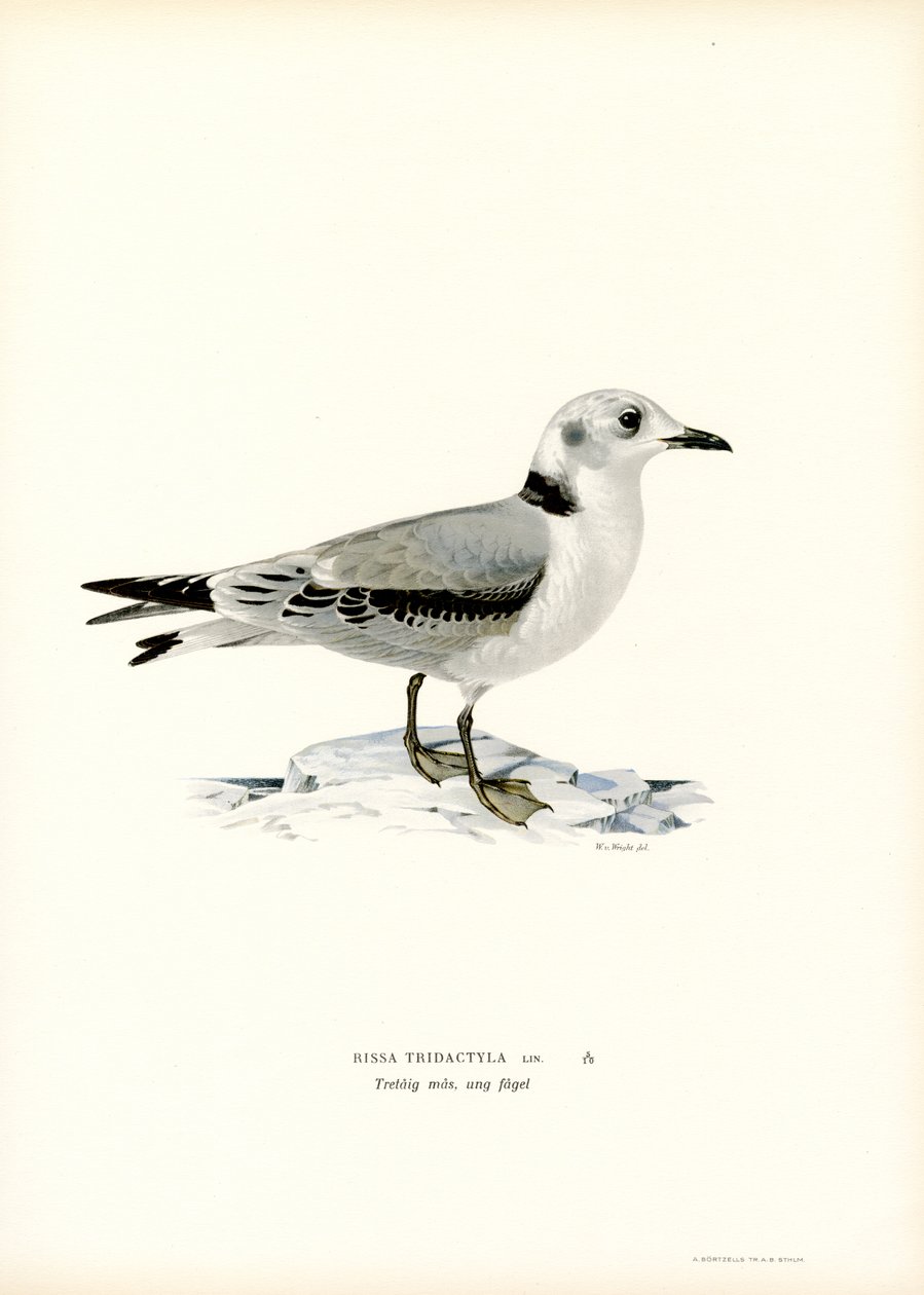 Mustajalkainen Kittiwake (väri litho) tekijältä Magnus Ferdinand and Wilhelm von Wright