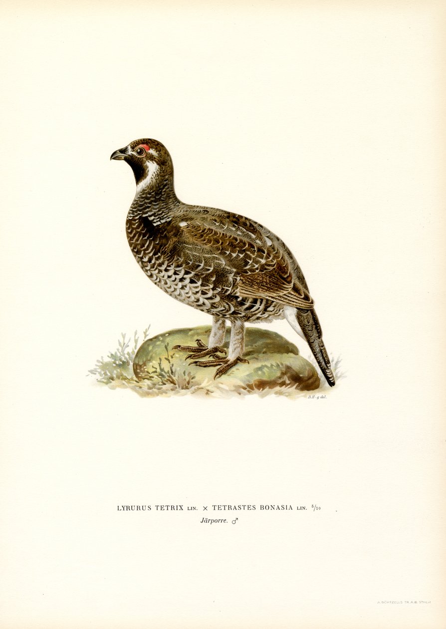 Teeri x Hazel Grouse (väri litho) tekijältä Magnus Ferdinand and Wilhelm von Wright