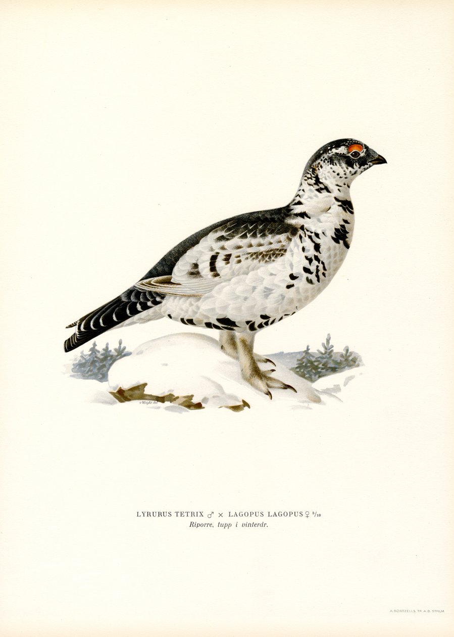Teeri x Willow Ptarmigan (väri litho) tekijältä Magnus Ferdinand and Wilhelm von Wright