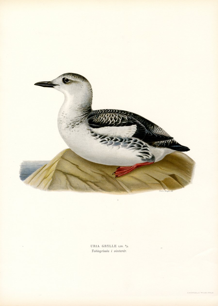 Musta Guillemot (väri litho) tekijältä Magnus Ferdinand and Wilhelm von Wright