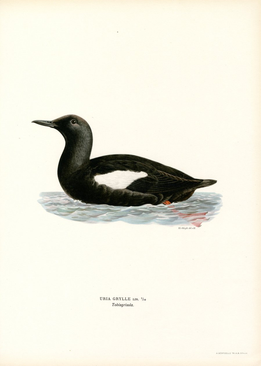 Musta Guillemot (väri litho) tekijältä Magnus Ferdinand and Wilhelm von Wright