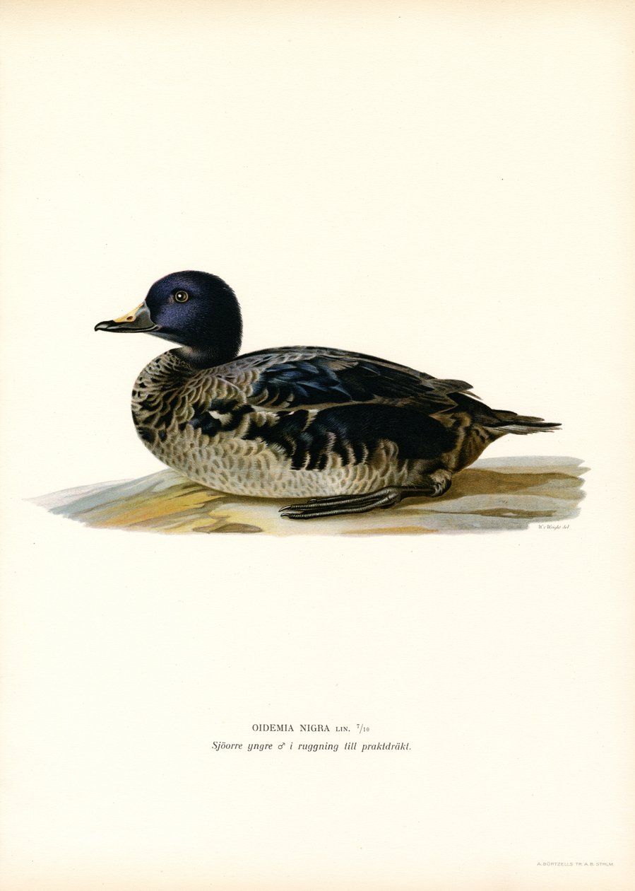 Musta Scoter (väri litho) tekijältä Magnus Ferdinand and Wilhelm von Wright