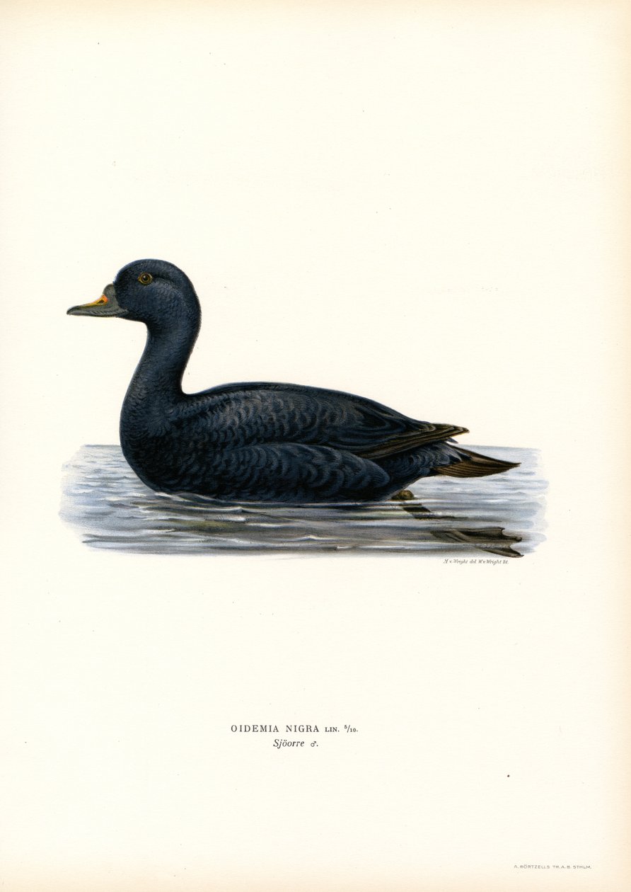 Musta Scoter (väri litho) tekijältä Magnus Ferdinand and Wilhelm von Wright