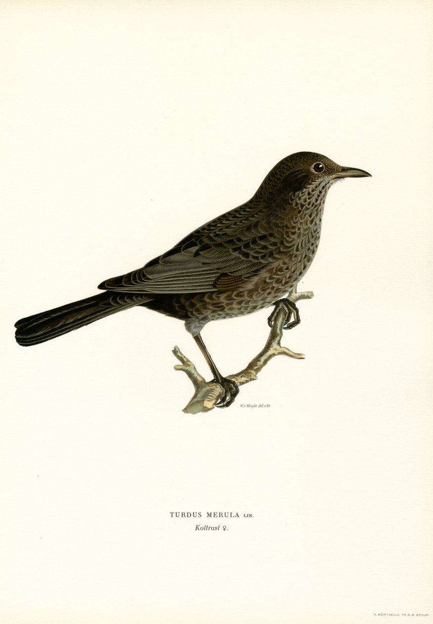 Blackbird (väri litho) tekijältä Magnus Ferdinand and Wilhelm von Wright