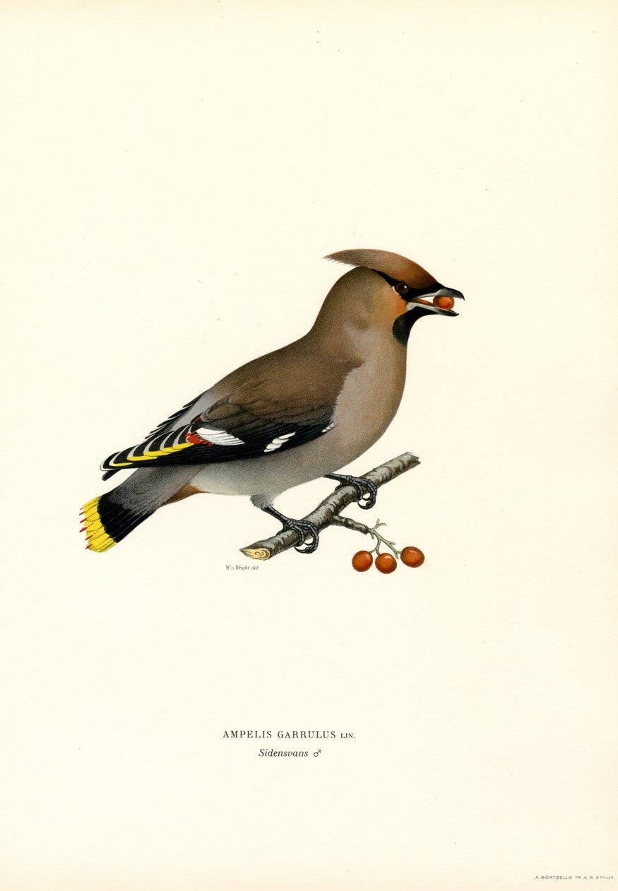 Bohemian Waxwing (värilliset osat) tekijältä Magnus Ferdinand and Wilhelm von Wright