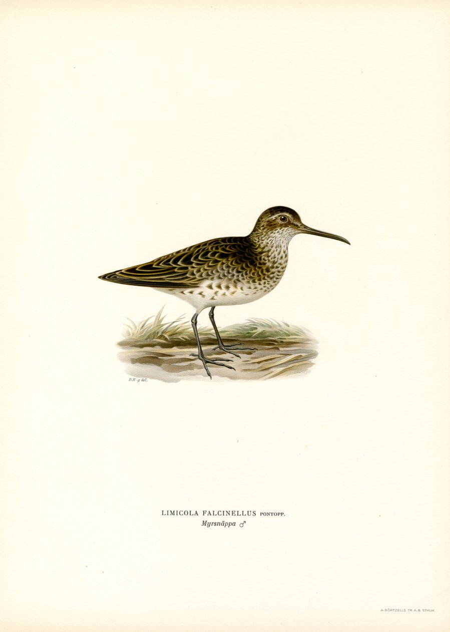 Leveänokkainen sandpiper (väri litho) tekijältä Magnus Ferdinand and Wilhelm von Wright