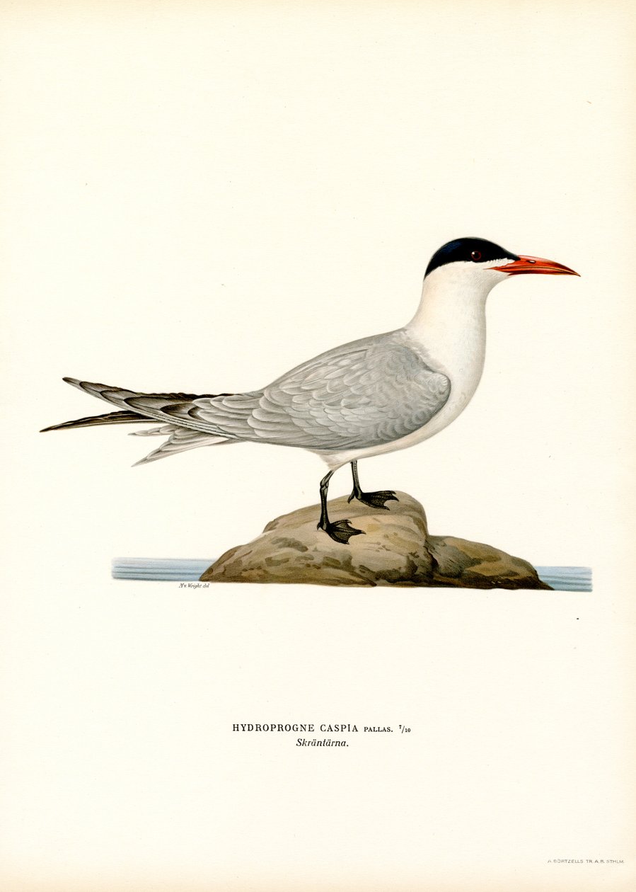 kaspiantiira (väri litho) tekijältä Magnus Ferdinand and Wilhelm von Wright