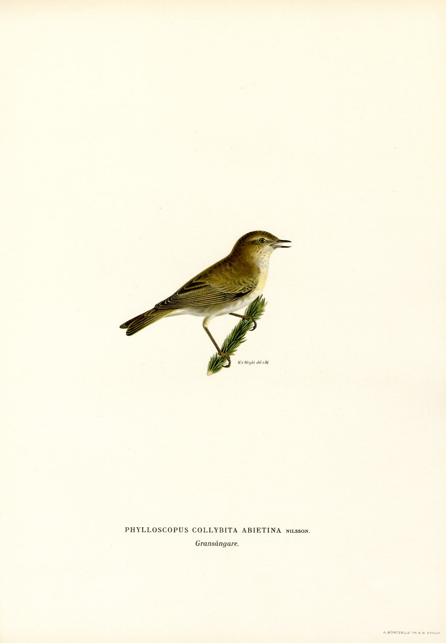 Chiffchaff (väri litho) tekijältä Magnus Ferdinand and Wilhelm von Wright