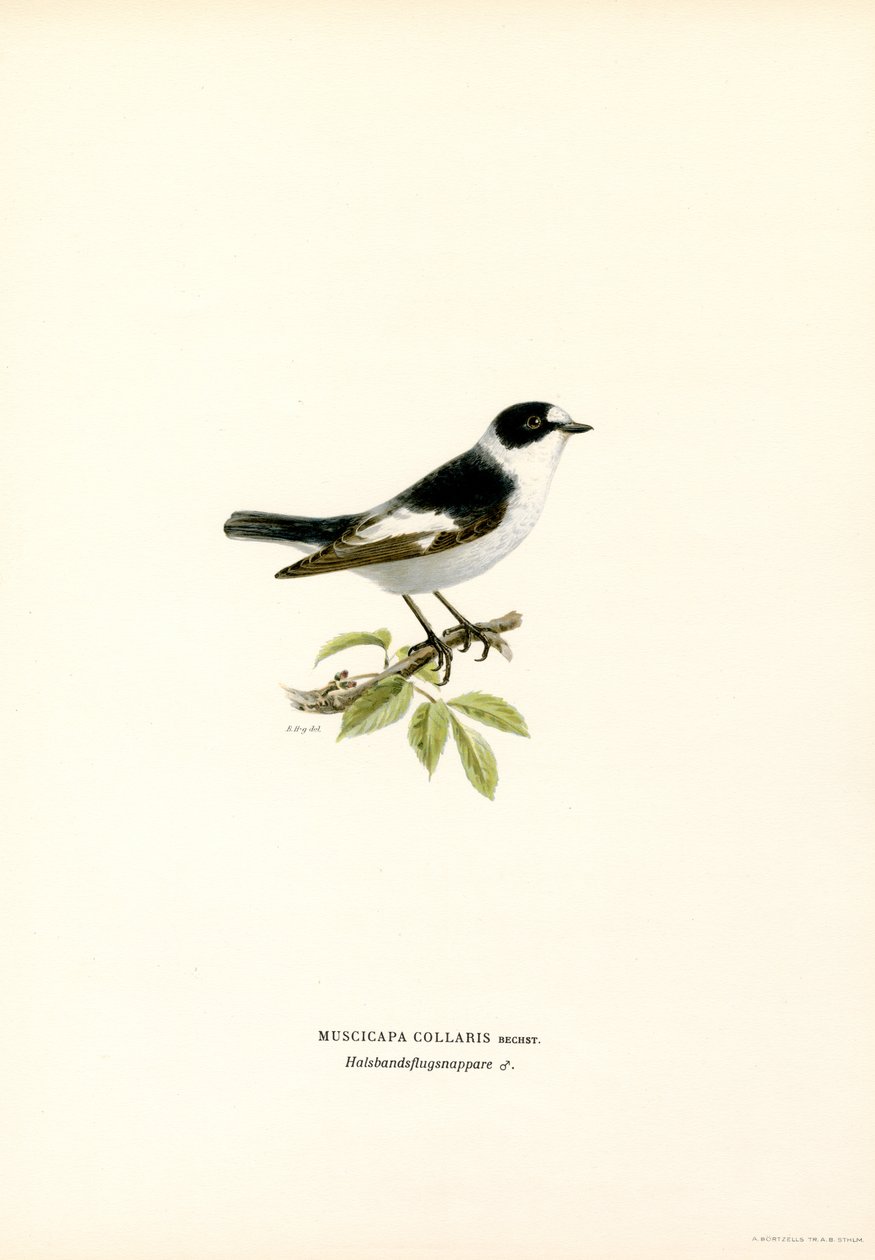 Kaulusperhosieppo (väri litho) tekijältä Magnus Ferdinand and Wilhelm von Wright