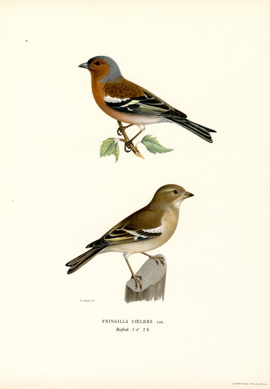 tavallinen peippo (väri litho) tekijältä Magnus Ferdinand and Wilhelm von Wright