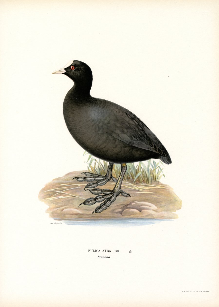 Common Coot (väri litho) tekijältä Magnus Ferdinand and Wilhelm von Wright