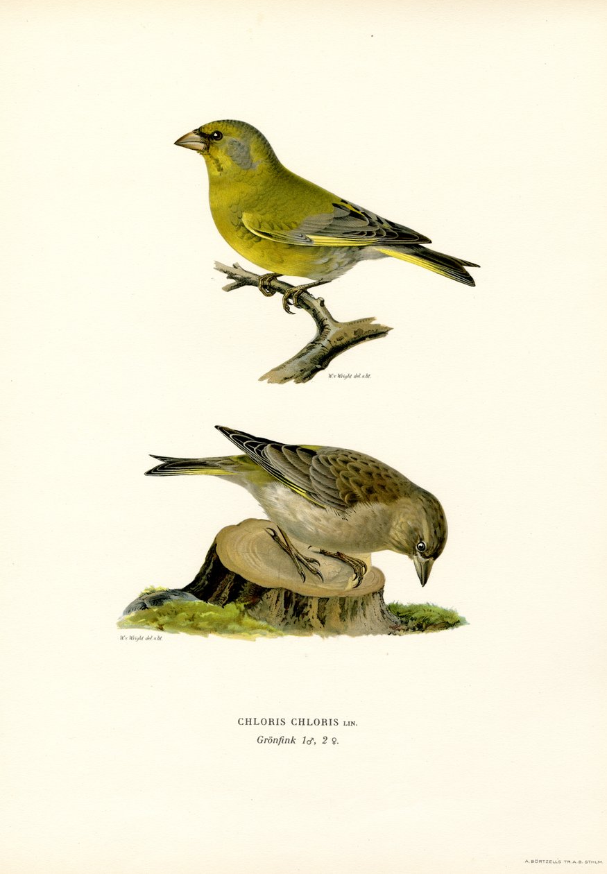 Viherpeippo (väri litho) tekijältä Magnus Ferdinand and Wilhelm von Wright