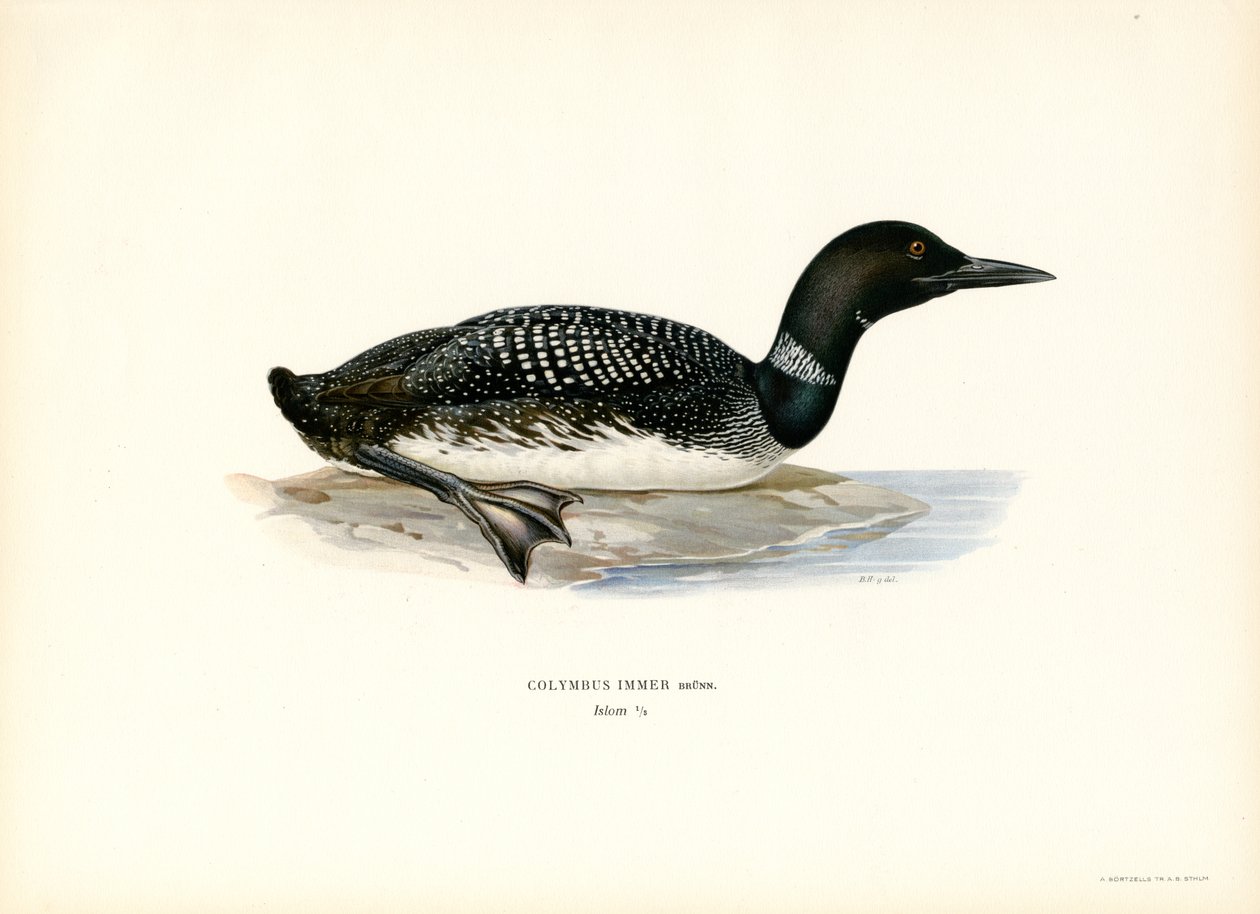 Common Loon (väri litho) tekijältä Magnus Ferdinand and Wilhelm von Wright