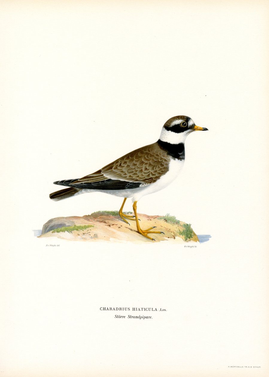 Sorkkatora (väri litho) tekijältä Magnus Ferdinand and Wilhelm von Wright