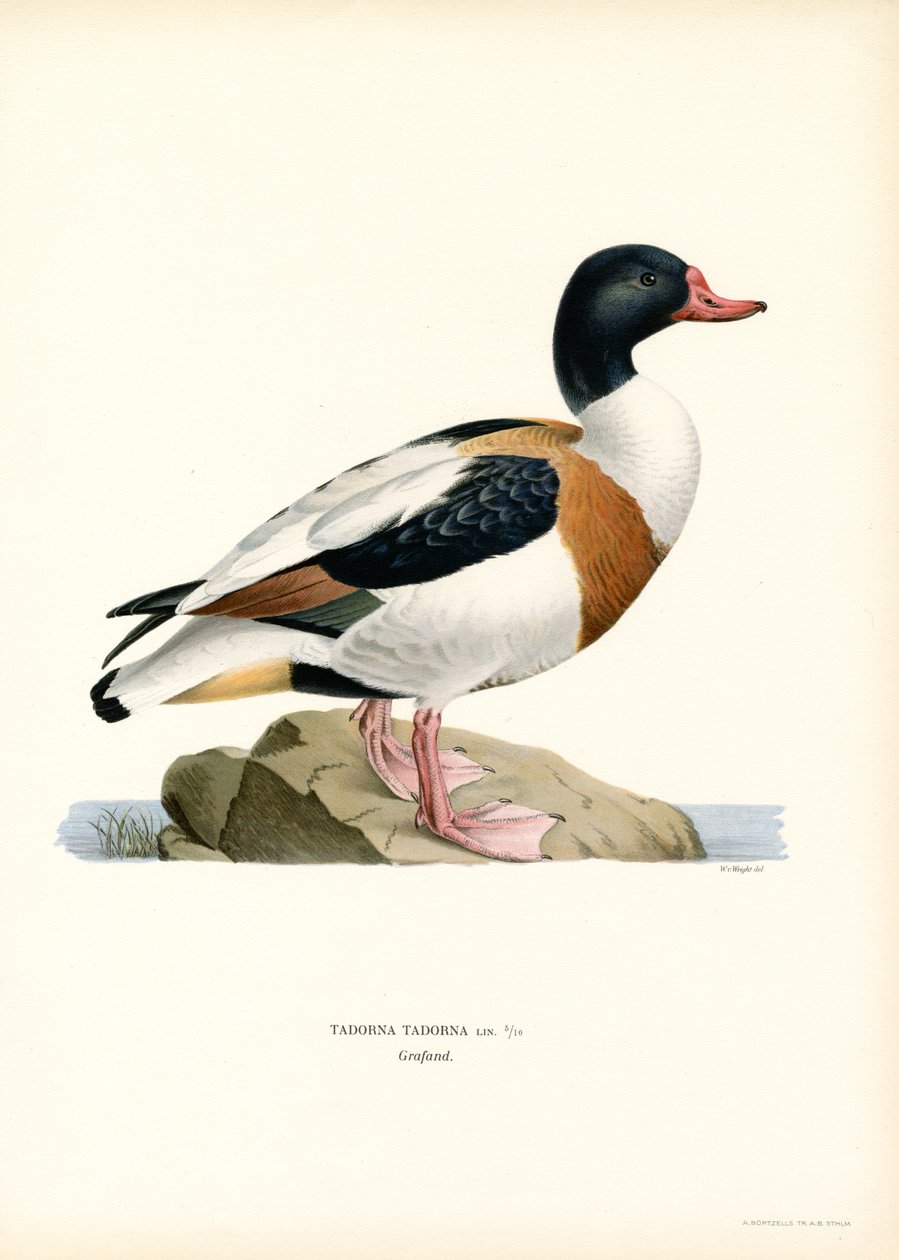 Common Shelduck (väri litho) tekijältä Magnus Ferdinand and Wilhelm von Wright