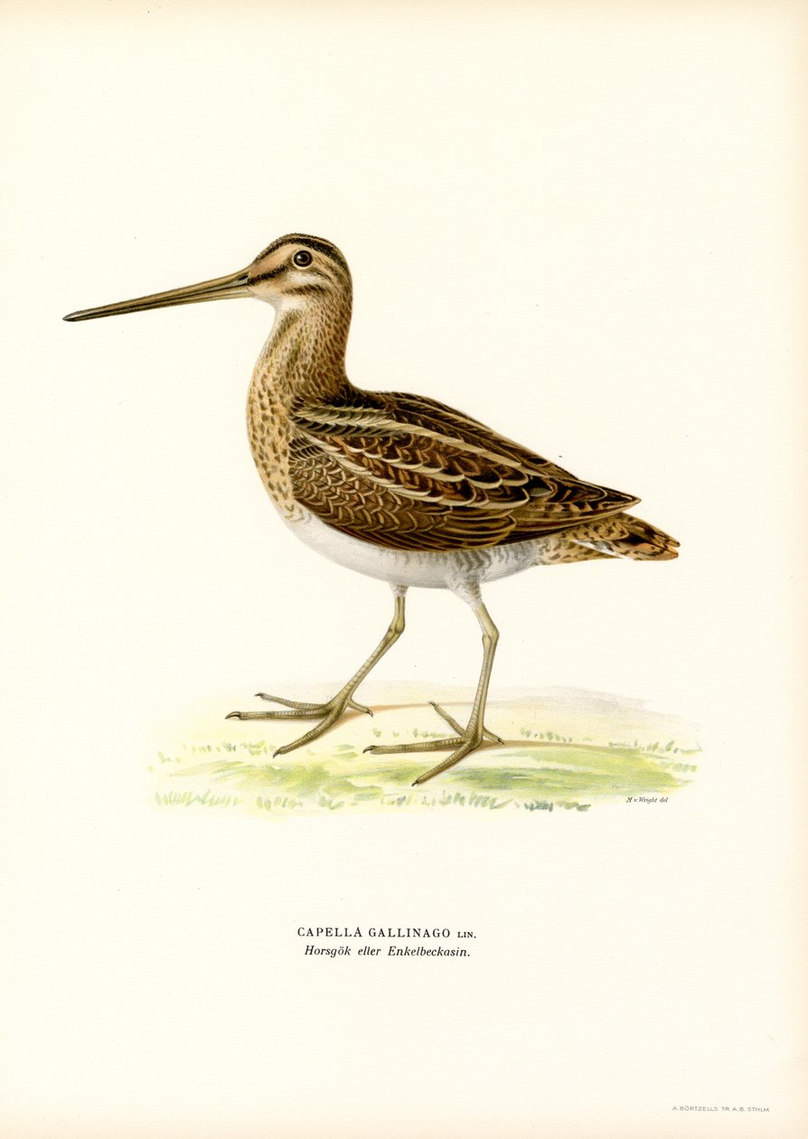 Common Snipe (väri litho) tekijältä Magnus Ferdinand and Wilhelm von Wright
