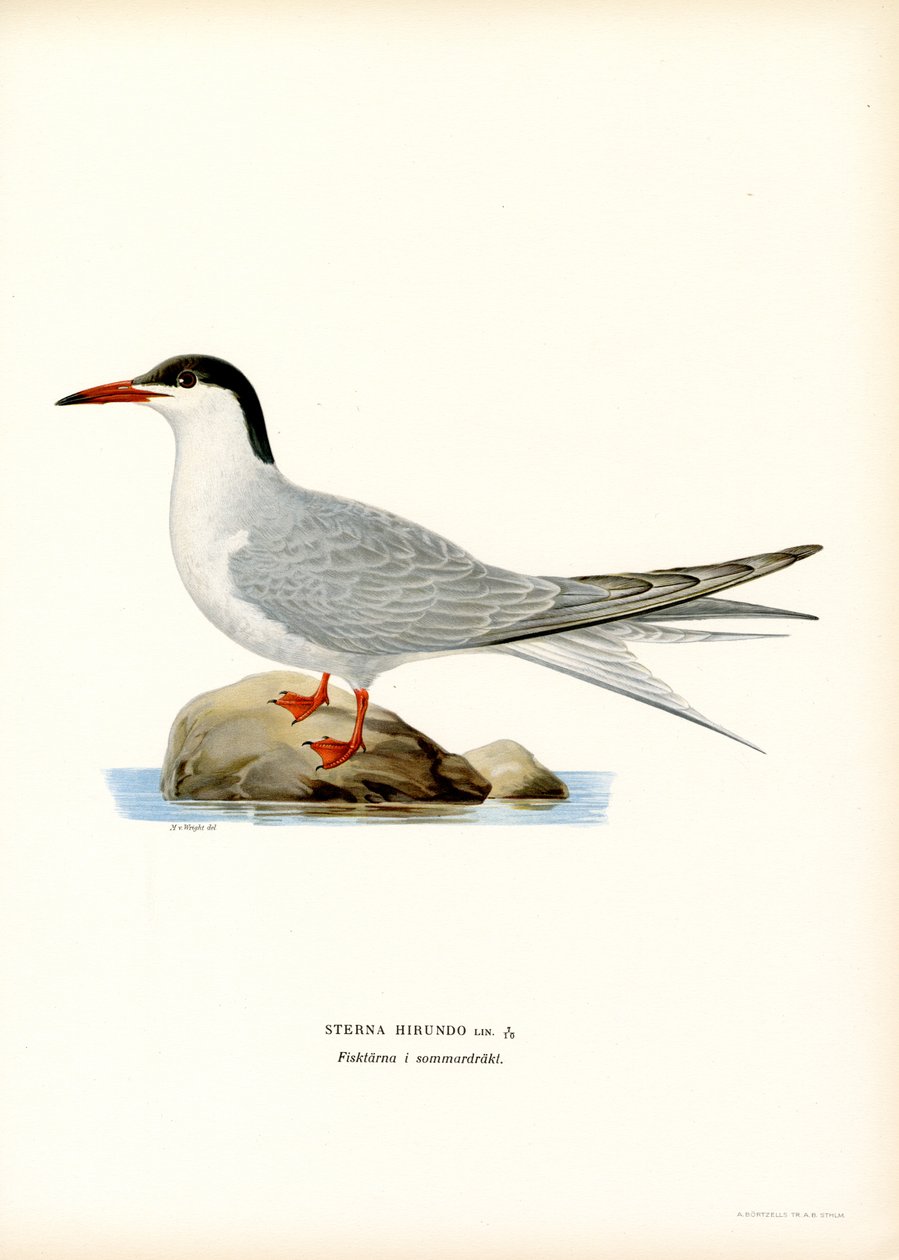 Tiira (väri litho) tekijältä Magnus Ferdinand and Wilhelm von Wright