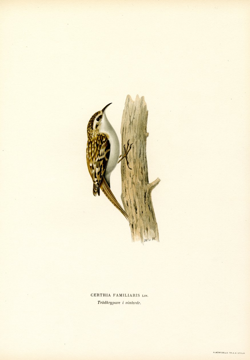 Common Treecreeper (väri litho) tekijältä Magnus Ferdinand and Wilhelm von Wright