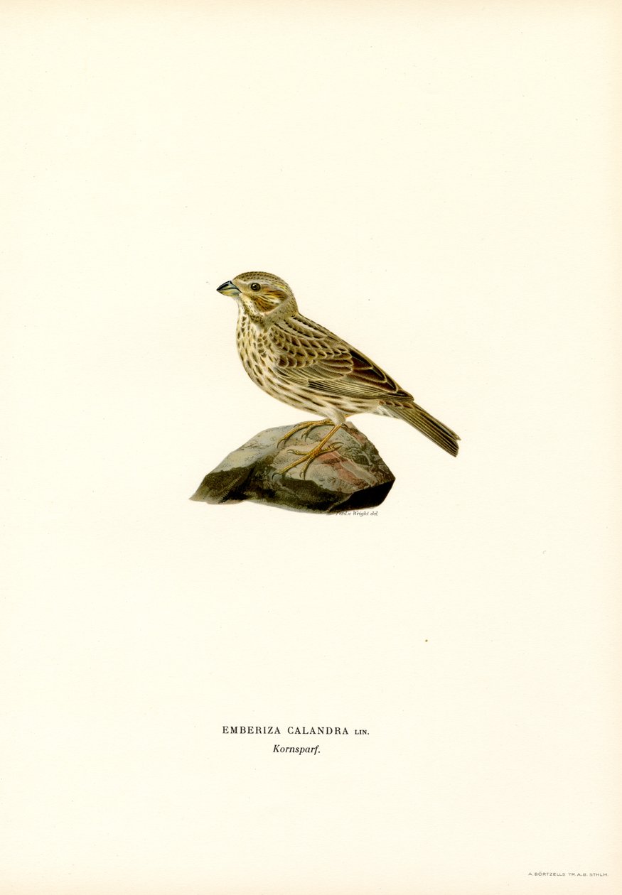Maissisirkku (väri litho) tekijältä Magnus Ferdinand and Wilhelm von Wright