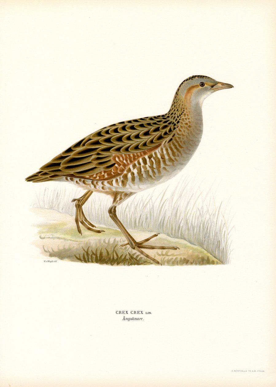 Corn Crake (väri litho) tekijältä Magnus Ferdinand and Wilhelm von Wright