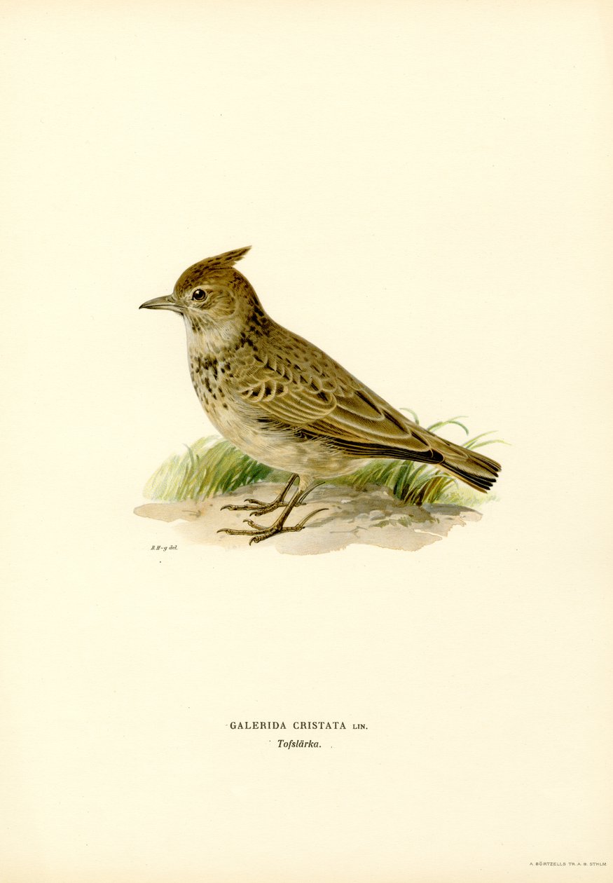 Crested Lark (väri litho) tekijältä Magnus Ferdinand and Wilhelm von Wright