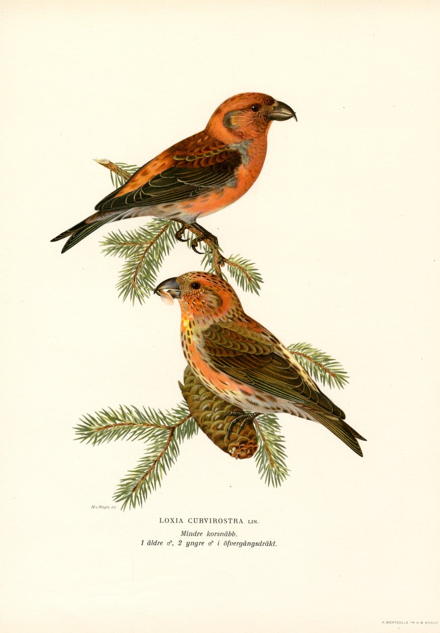 Crossbill (väri litho) tekijältä Magnus Ferdinand and Wilhelm von Wright