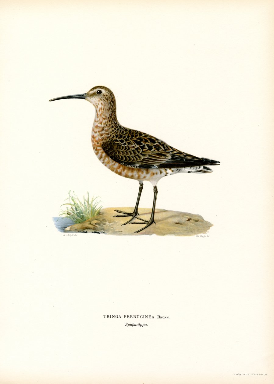 Curlew Sandpiper (väri litho) tekijältä Magnus Ferdinand and Wilhelm von Wright